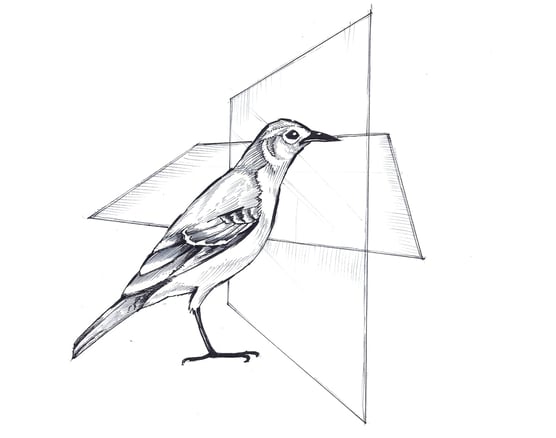 modal-hell-cover-bird-glass-min